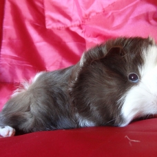 Image pour l'annonce Magnifiques bébés cochons d'Inde de race