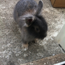 Image pour l'annonce Donne lapin tête de lion