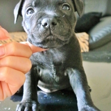 Image pour l'annonce Chiots Staffordshire Bull Terrier