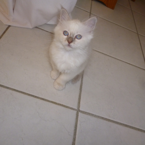 Image pour l'annonce VENDS CHATON SACRE DE BIRMANIE LOOF