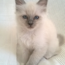 Image pour l'annonce VENDS CHATON SACRE DE BIRMANIE LOOF