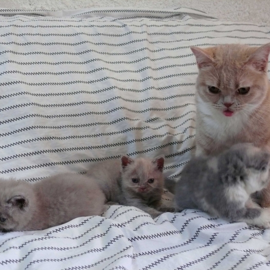 Image pour l'annonce Vends British Shorthair