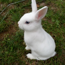 Image pour l'annonce vends lapins nains blanc yeux bleus