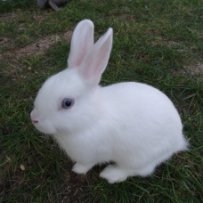 Image pour l'annonce vends lapins nains blanc yeux bleus