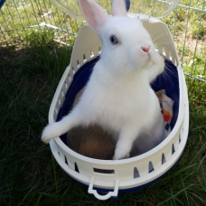 Image pour l'annonce vends lapins nains blanc yeux bleus