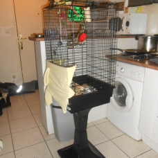 Image pour l'annonce vends couple conure eam