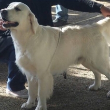 Image pour l'annonce Superbe Golden Retriever pour saillie