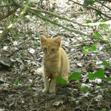 Image pour l'annonce Donne un magnifique chaton mâle