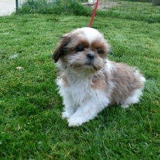 Image pour l'annonce Don Chiot Shih Tzu femelle