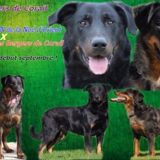 Image pour l'annonce Vends chiots beauceron LOF