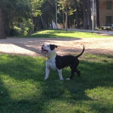 Image pour l'annonce Male AMERICAN BULLY dispo pour SAILLIE