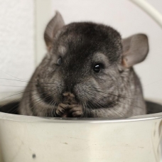 Image pour l'annonce Petits Chinchillas