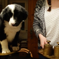 Image pour l'annonce Réservez votre chiot Border collie pour Noel