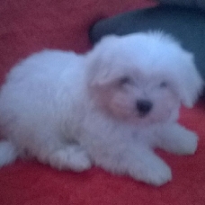 Image pour l'annonce Chiot bichon maltais mâle