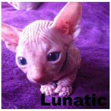 Image pour l'annonce 5 chatons Sphynx gene vairon