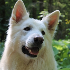 Image pour l'annonce Shooting Photos Animaux