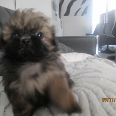 Image pour l'annonce Chiot shih tzu non LOF