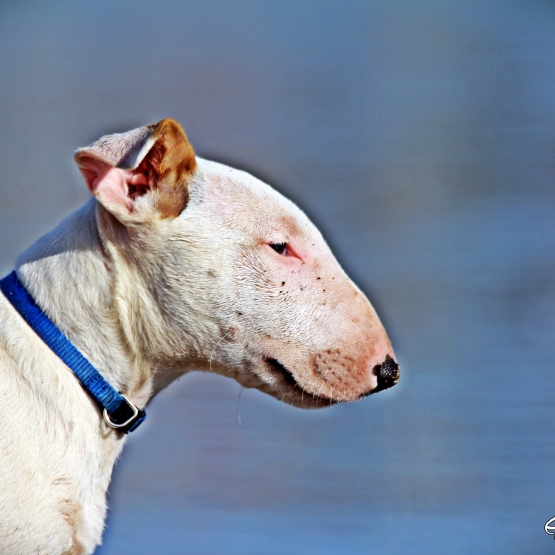 Image pour l'annonce Chiot bull terrier lof disponible de suite