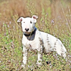 Image pour l'annonce Chiot bull terrier lof disponible de suite