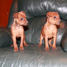 Image pour l'annonce Superbes chiots pinscher nain femelle