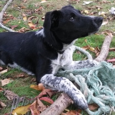 Image pour l'annonce Donne chiot croisé épagneul/collet