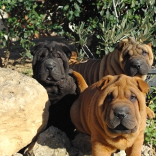 Image pour l'annonce Vend 4 chiots shar-peï LOF