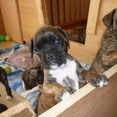 Image pour l'annonce CHIOTS BOXER LOF à réserver