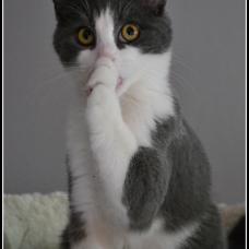 Image pour l'annonce Nyada, adorable chatte à adopter