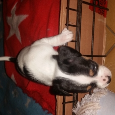 Image pour l'annonce vends chiots pur jack russel