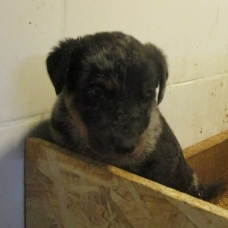 Image pour l'annonce Beaux chiots beaucerons LOF à réserver