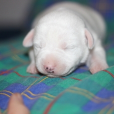 Image pour l'annonce chiots jack russel