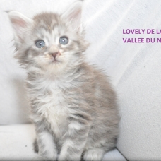 Image pour l'annonce chaton maine coon loof bonne lignée grand gabarit