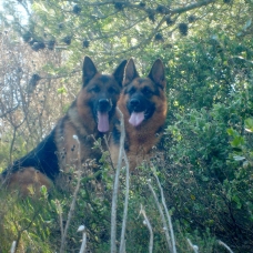 Image pour l'annonce Chiot Berger Allemand Lofs à réservé