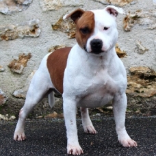 Image pour l'annonce staffordshire bull terrier dit staffy/staffie