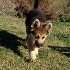 Image pour l'annonce Donne chiot 3 mois berger / husky / beauceron / border colie