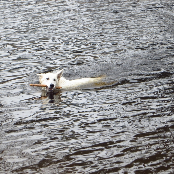 Image pour l'annonce Femelle berger blanc suisse à adopter