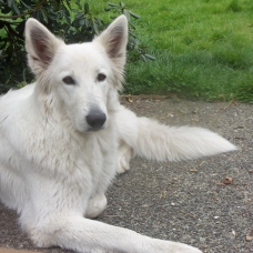 Image pour l'annonce Femelle berger blanc suisse à adopter