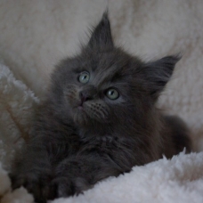 Image pour l'annonce chaton maine coon bleu très bien typé (repro ou compagnie)