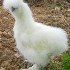 Image pour l'annonce oeufs fécondés poule soie