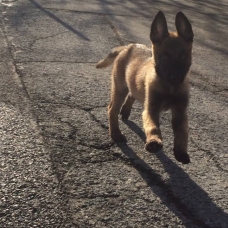 Image pour l'annonce chiot malinois male