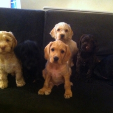 Image pour l'annonce Magnifiques chiots cocker