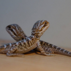 Image pour l'annonce Vends Pogona juvénile (phasés)