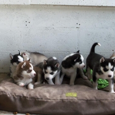 Image pour l'annonce Superbe Chiots Husky Siberien