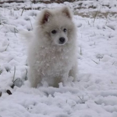 Image pour l'annonce Chiots spitz japonais: le petit renard polaire!