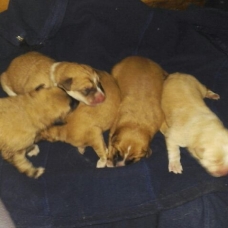 Image pour l'annonce Donne chiots croisés berger des Pyrénées père type berger allemand