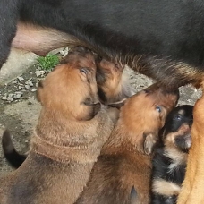 Image pour l'annonce DONNE CHIOTS CROISES BEAUCERON / BORDER COLLIE