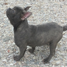 Image pour l'annonce Femelle Bouledogue Français bleue