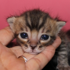 Image pour l'annonce chaton male bengal LOOF