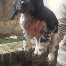 Image pour l'annonce Vend chiots cocker anglais spaniel