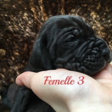 Image pour l'annonce 4 chiots  femelles  Dogue allemand inscrit au lof